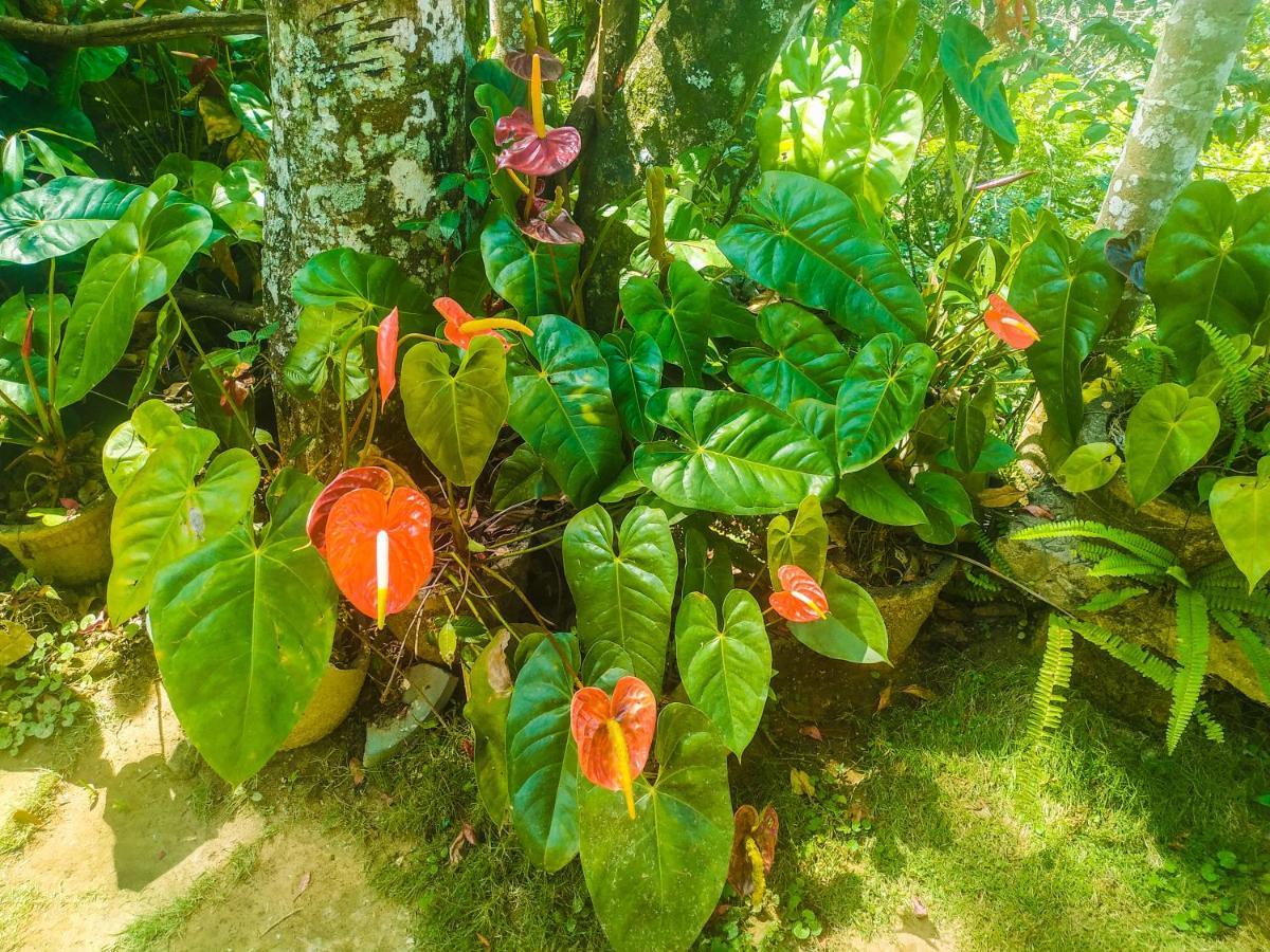 Samadhi Nature Resort Ella Luaran gambar
