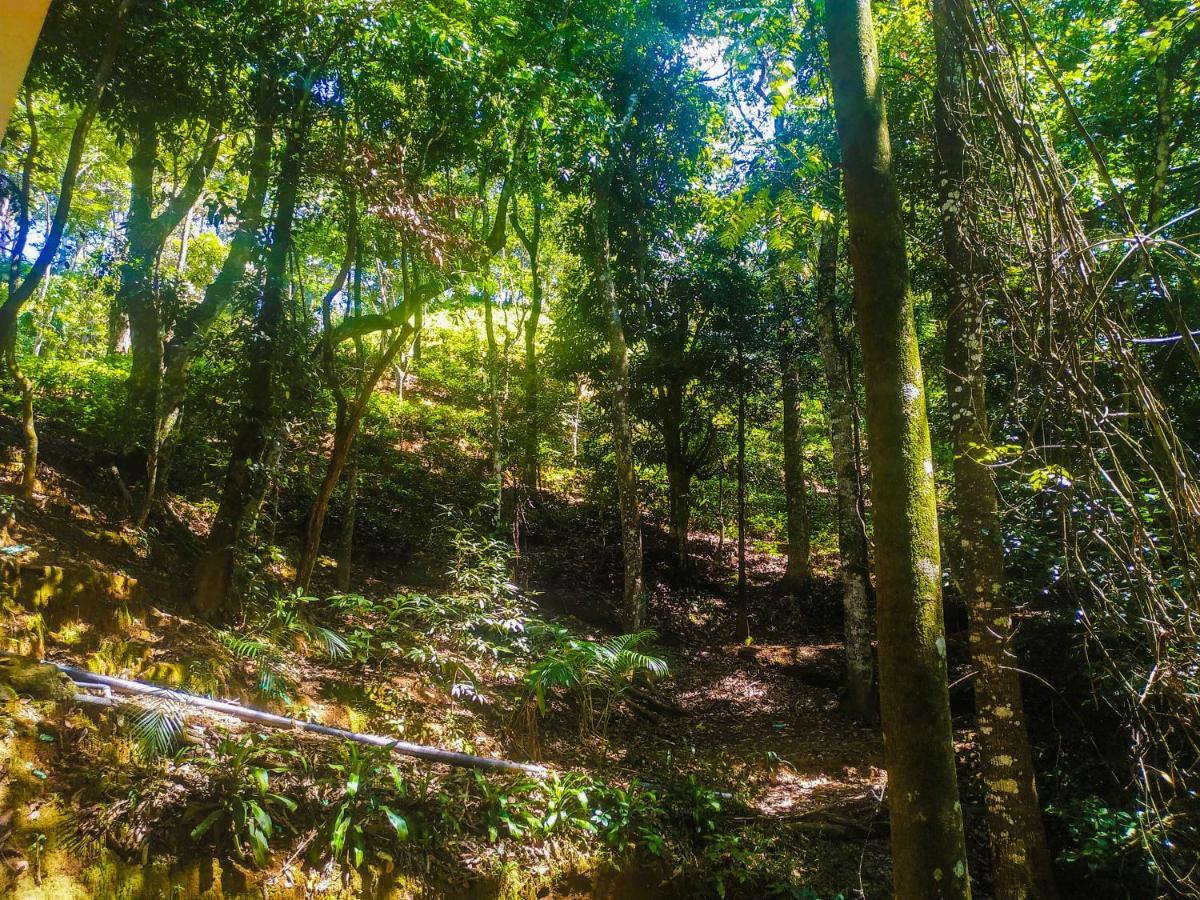 Samadhi Nature Resort Ella Luaran gambar