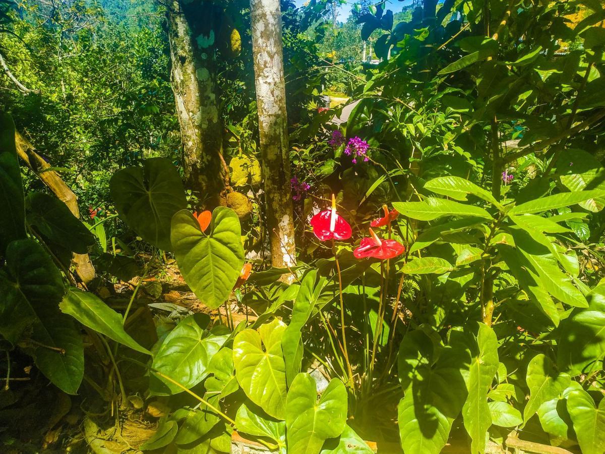 Samadhi Nature Resort Ella Luaran gambar