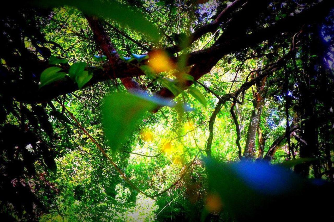 Samadhi Nature Resort Ella Luaran gambar