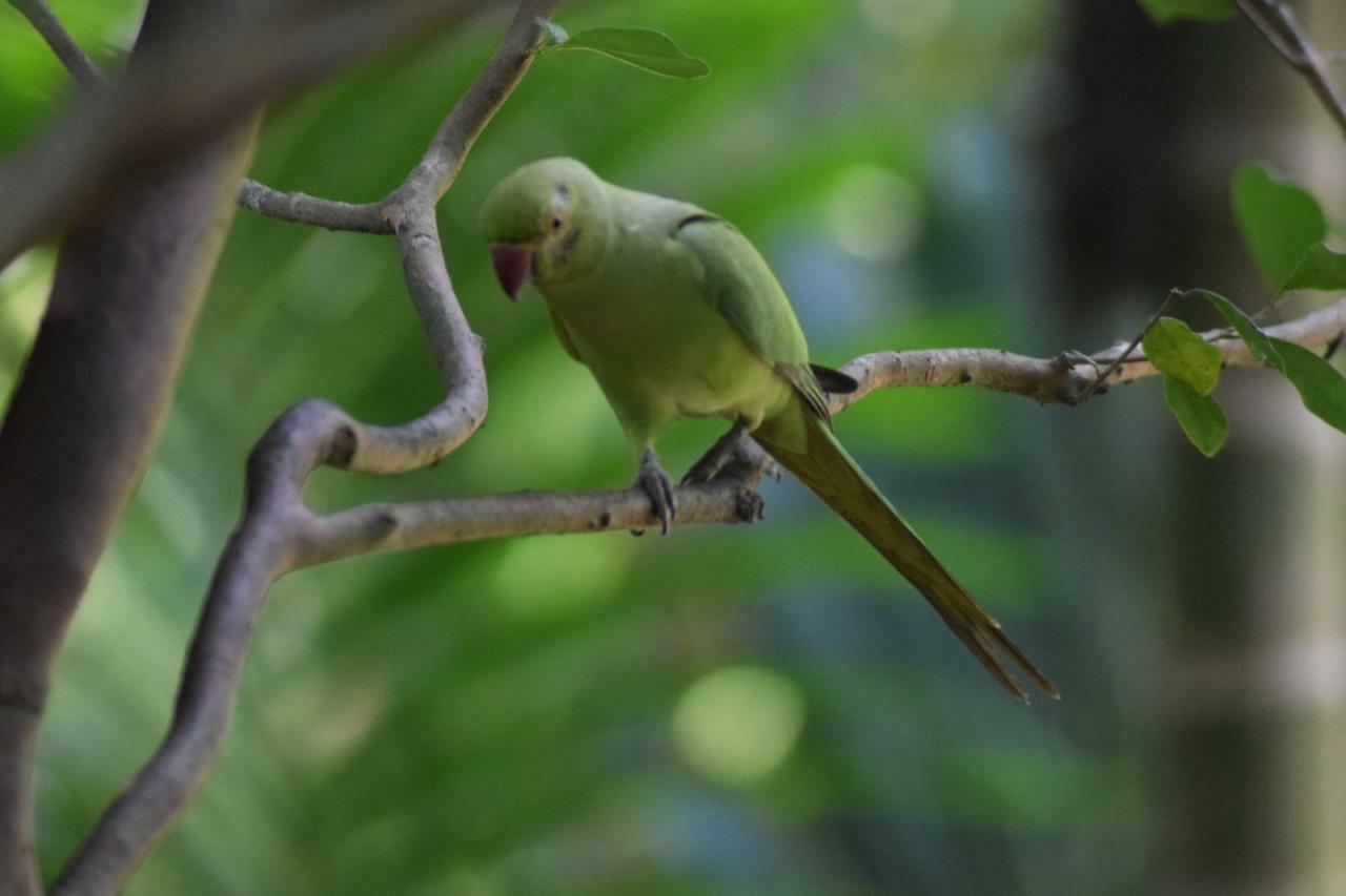 Samadhi Nature Resort Ella Luaran gambar