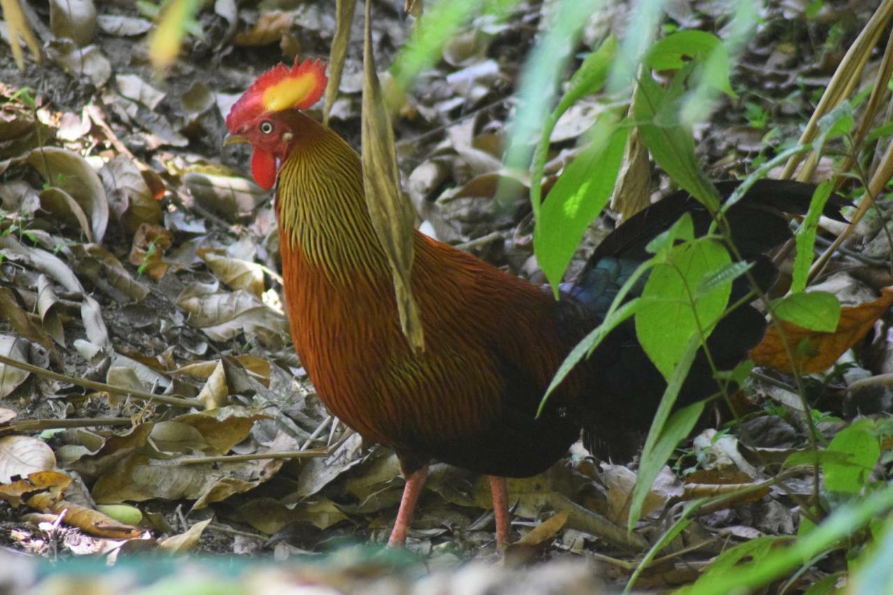 Samadhi Nature Resort Ella Luaran gambar