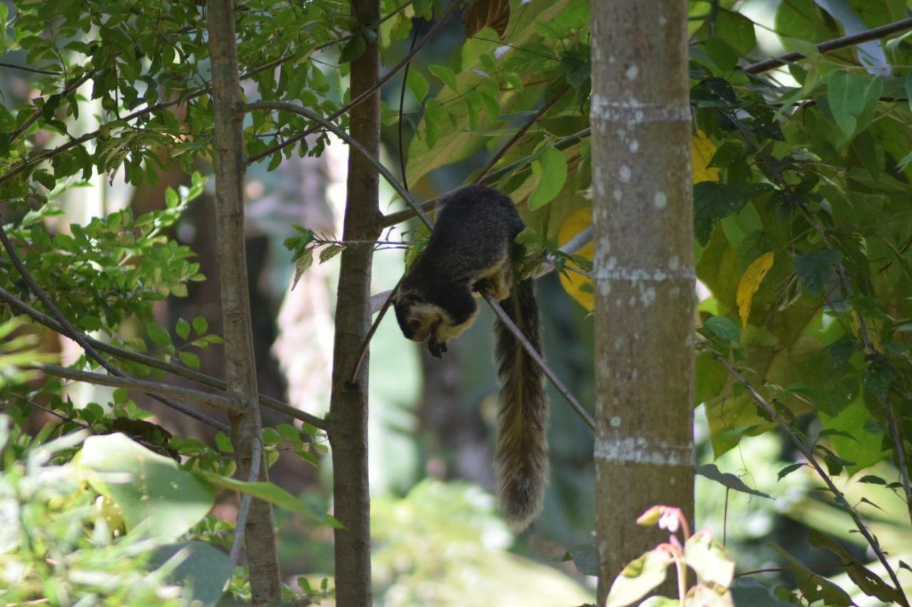 Samadhi Nature Resort Ella Luaran gambar